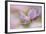 Pink Anemone-Cora Niele-Framed Photographic Print