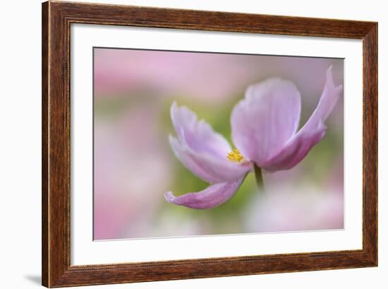 Pink Anemone-Cora Niele-Framed Photographic Print