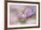 Pink Anemone-Cora Niele-Framed Photographic Print