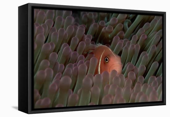 Pink Anemonefish (Amphiprion Perideraion) in a Sea Anemone, Pacific Ocean.-Reinhard Dirscherl-Framed Premier Image Canvas