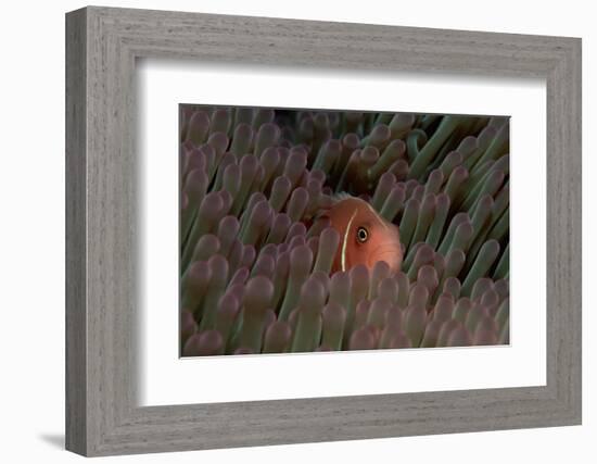 Pink Anemonefish (Amphiprion Perideraion) in a Sea Anemone, Pacific Ocean.-Reinhard Dirscherl-Framed Photographic Print