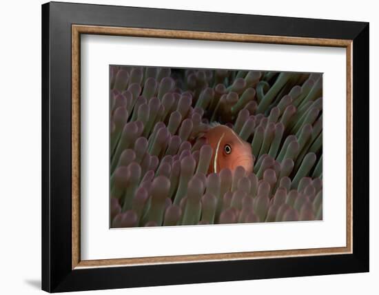 Pink Anemonefish (Amphiprion Perideraion) in a Sea Anemone, Pacific Ocean.-Reinhard Dirscherl-Framed Photographic Print