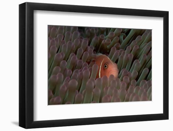 Pink Anemonefish (Amphiprion Perideraion) in a Sea Anemone, Pacific Ocean.-Reinhard Dirscherl-Framed Photographic Print