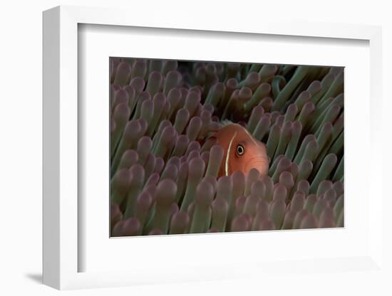 Pink Anemonefish (Amphiprion Perideraion) in a Sea Anemone, Pacific Ocean.-Reinhard Dirscherl-Framed Photographic Print