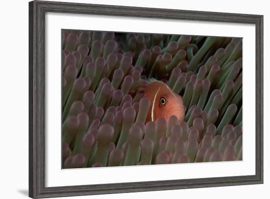 Pink Anemonefish (Amphiprion Perideraion) in a Sea Anemone, Pacific Ocean.-Reinhard Dirscherl-Framed Photographic Print