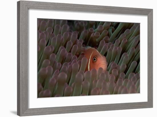 Pink Anemonefish (Amphiprion Perideraion) in a Sea Anemone, Pacific Ocean.-Reinhard Dirscherl-Framed Photographic Print