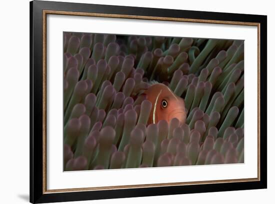 Pink Anemonefish (Amphiprion Perideraion) in a Sea Anemone, Pacific Ocean.-Reinhard Dirscherl-Framed Photographic Print