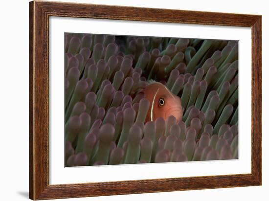 Pink Anemonefish (Amphiprion Perideraion) in a Sea Anemone, Pacific Ocean.-Reinhard Dirscherl-Framed Photographic Print