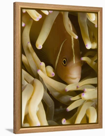 Pink Anemonefish, Banda Sea, Indonesia-Stuart Westmoreland-Framed Premier Image Canvas