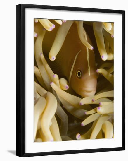 Pink Anemonefish, Banda Sea, Indonesia-Stuart Westmoreland-Framed Photographic Print