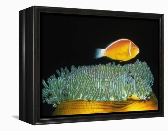 Pink Anemonefish hovers over Magnificent Sea Anemone-Hal Beral-Framed Premier Image Canvas