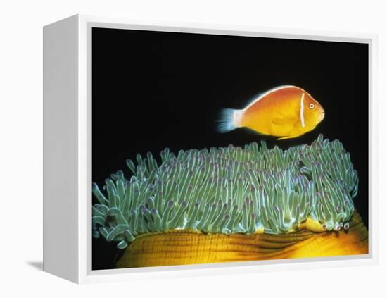 Pink Anemonefish hovers over Magnificent Sea Anemone-Hal Beral-Framed Premier Image Canvas