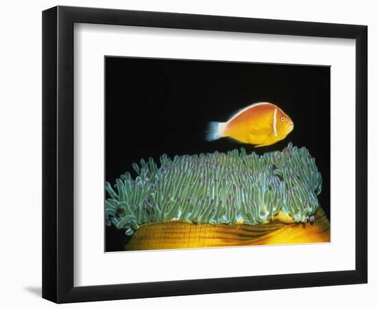 Pink Anemonefish hovers over Magnificent Sea Anemone-Hal Beral-Framed Photographic Print