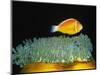Pink Anemonefish hovers over Magnificent Sea Anemone-Hal Beral-Mounted Photographic Print