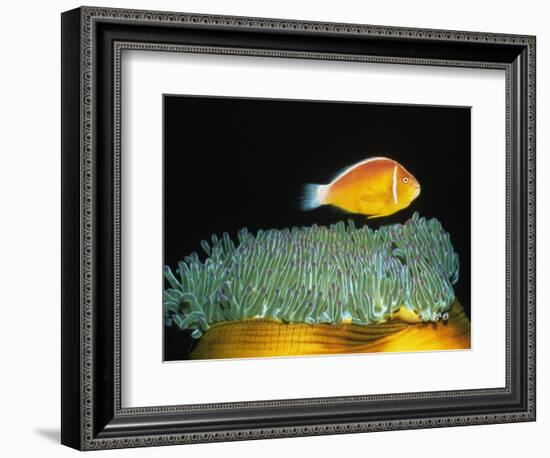 Pink Anemonefish hovers over Magnificent Sea Anemone-Hal Beral-Framed Photographic Print