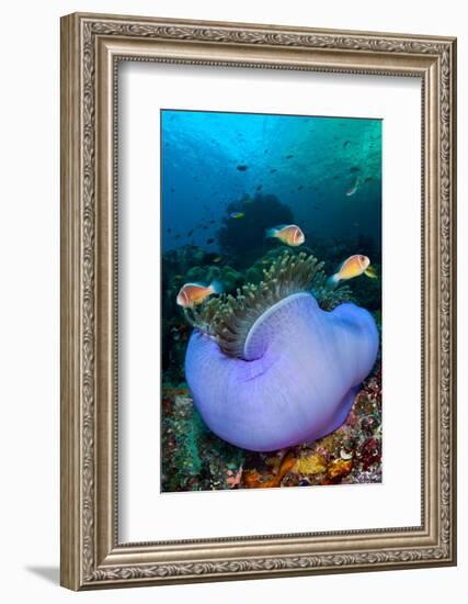 Pink anemonefish in a Magnificent sea anemone, Indonesia-Alex Mustard-Framed Photographic Print