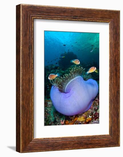 Pink anemonefish in a Magnificent sea anemone, Indonesia-Alex Mustard-Framed Photographic Print