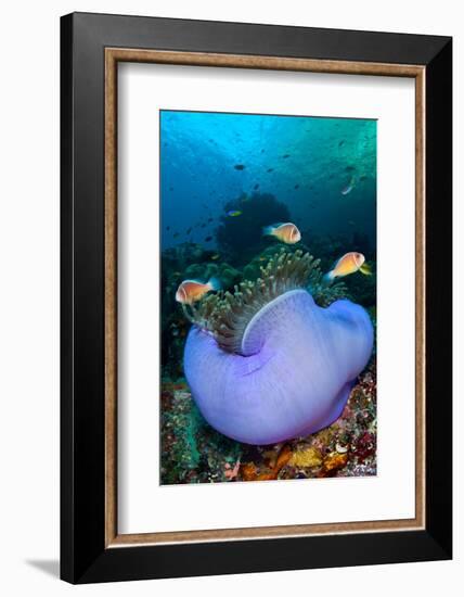 Pink anemonefish in a Magnificent sea anemone, Indonesia-Alex Mustard-Framed Photographic Print