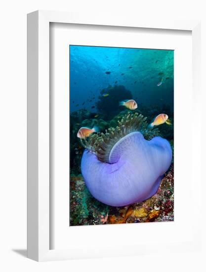 Pink anemonefish in a Magnificent sea anemone, Indonesia-Alex Mustard-Framed Photographic Print