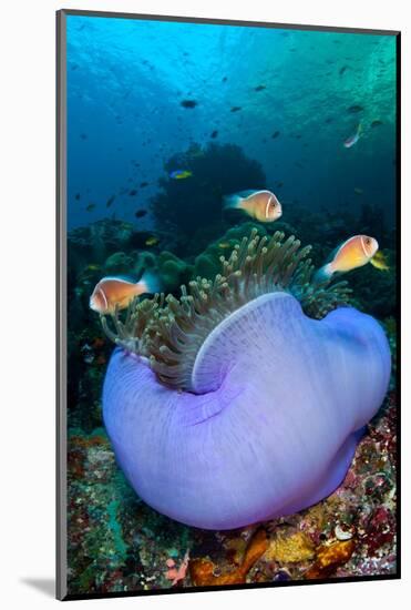 Pink anemonefish in a Magnificent sea anemone, Indonesia-Alex Mustard-Mounted Photographic Print