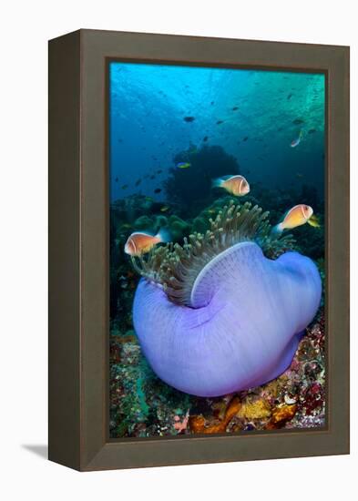 Pink anemonefish in a Magnificent sea anemone, Indonesia-Alex Mustard-Framed Premier Image Canvas