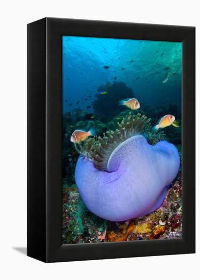 Pink anemonefish in a Magnificent sea anemone, Indonesia-Alex Mustard-Framed Premier Image Canvas