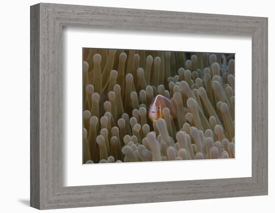 Pink Anemonefish in its Host Anenome, Fiji-Stocktrek Images-Framed Photographic Print