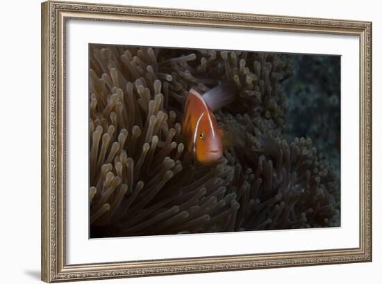 Pink Anemonefish in its Host Anenome, Fiji-Stocktrek Images-Framed Photographic Print