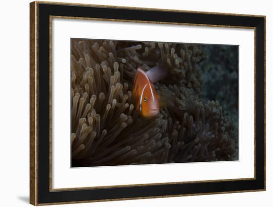 Pink Anemonefish in its Host Anenome, Fiji-Stocktrek Images-Framed Photographic Print