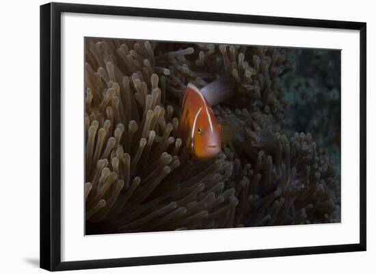 Pink Anemonefish in its Host Anenome, Fiji-Stocktrek Images-Framed Photographic Print