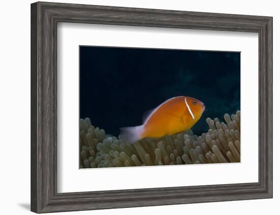 Pink Anemonefish in its Host Anenome, Fiji-Stocktrek Images-Framed Photographic Print