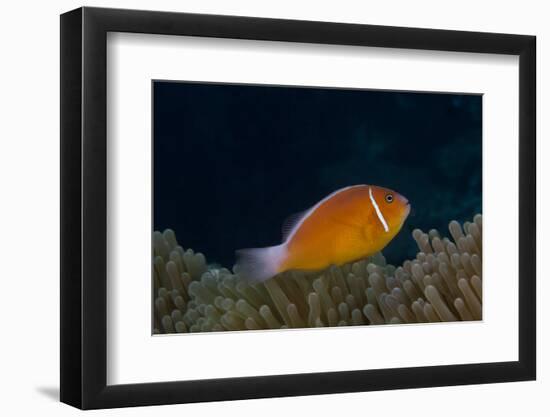 Pink Anemonefish in its Host Anenome, Fiji-Stocktrek Images-Framed Photographic Print