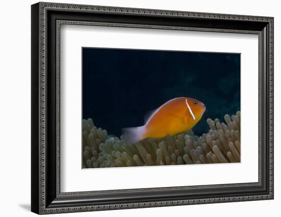 Pink Anemonefish in its Host Anenome, Fiji-Stocktrek Images-Framed Photographic Print