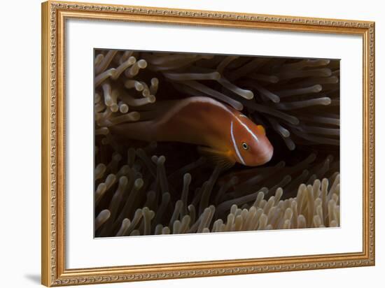 Pink Anemonefish in its Host Anenome, Fiji-Stocktrek Images-Framed Photographic Print