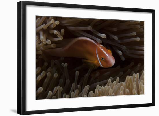 Pink Anemonefish in its Host Anenome, Fiji-Stocktrek Images-Framed Photographic Print