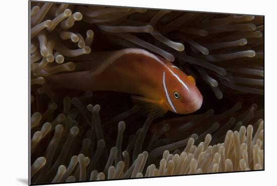 Pink Anemonefish in its Host Anenome, Fiji-Stocktrek Images-Mounted Photographic Print