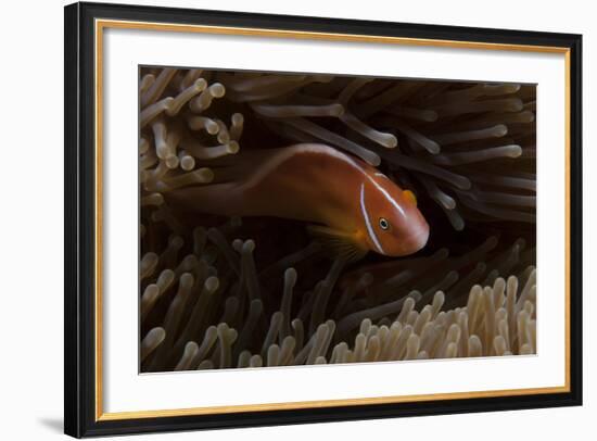 Pink Anemonefish in its Host Anenome, Fiji-Stocktrek Images-Framed Photographic Print