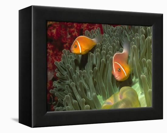 Pink Anemonefish in Magnificant Sea Anemone-Hal Beral-Framed Premier Image Canvas