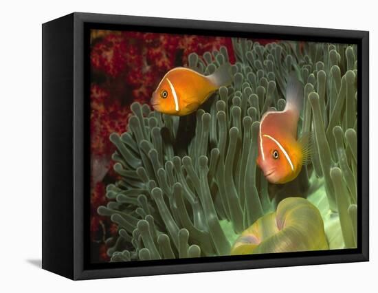 Pink Anemonefish in Magnificant Sea Anemone-Hal Beral-Framed Premier Image Canvas