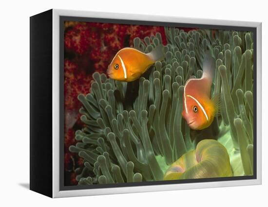 Pink Anemonefish in Magnificant Sea Anemone-Hal Beral-Framed Premier Image Canvas