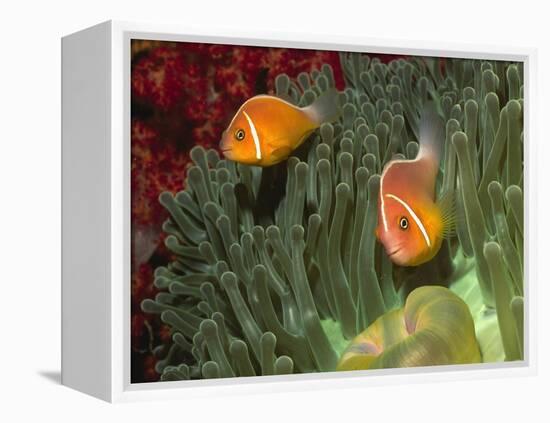 Pink Anemonefish in Magnificant Sea Anemone-Hal Beral-Framed Premier Image Canvas