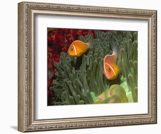 Pink Anemonefish in Magnificant Sea Anemone-Hal Beral-Framed Photographic Print