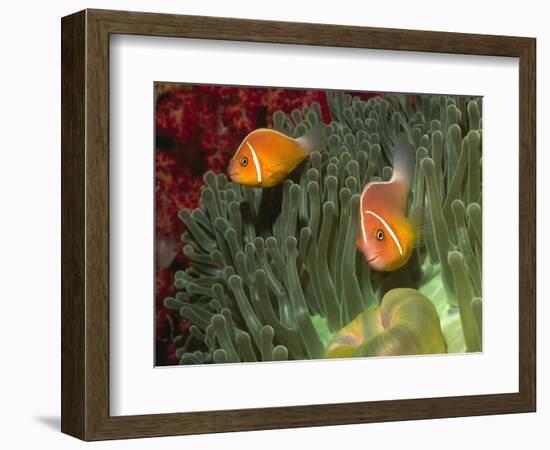 Pink Anemonefish in Magnificant Sea Anemone-Hal Beral-Framed Photographic Print