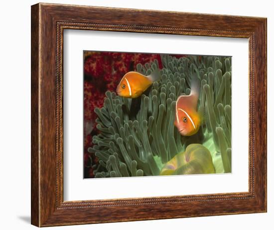 Pink Anemonefish in Magnificant Sea Anemone-Hal Beral-Framed Photographic Print