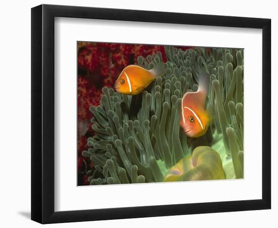 Pink Anemonefish in Magnificant Sea Anemone-Hal Beral-Framed Photographic Print