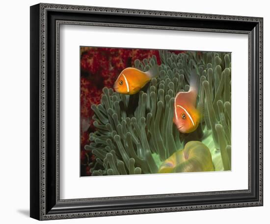 Pink Anemonefish in Magnificant Sea Anemone-Hal Beral-Framed Photographic Print