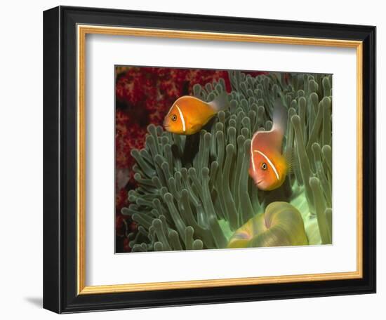 Pink Anemonefish in Magnificant Sea Anemone-Hal Beral-Framed Photographic Print
