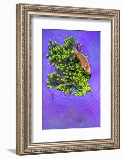 Pink anemonefish sheltering in a Magnificent sea anemone-Alex Mustard-Framed Photographic Print