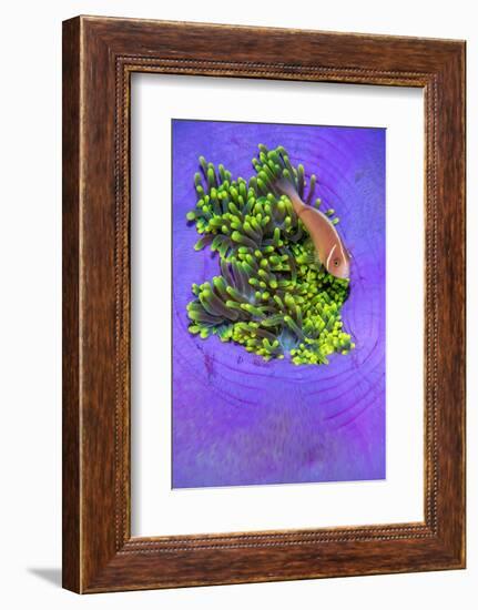 Pink anemonefish sheltering in a Magnificent sea anemone-Alex Mustard-Framed Photographic Print