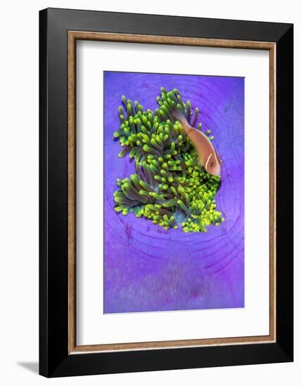 Pink anemonefish sheltering in a Magnificent sea anemone-Alex Mustard-Framed Photographic Print